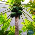 The All-Green Tout-Vert